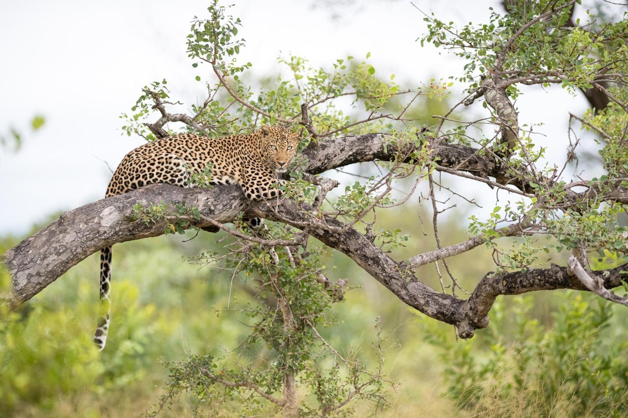 Serondella Safari Lodge Торнибуш-Гейм-Резерв Экстерьер фото