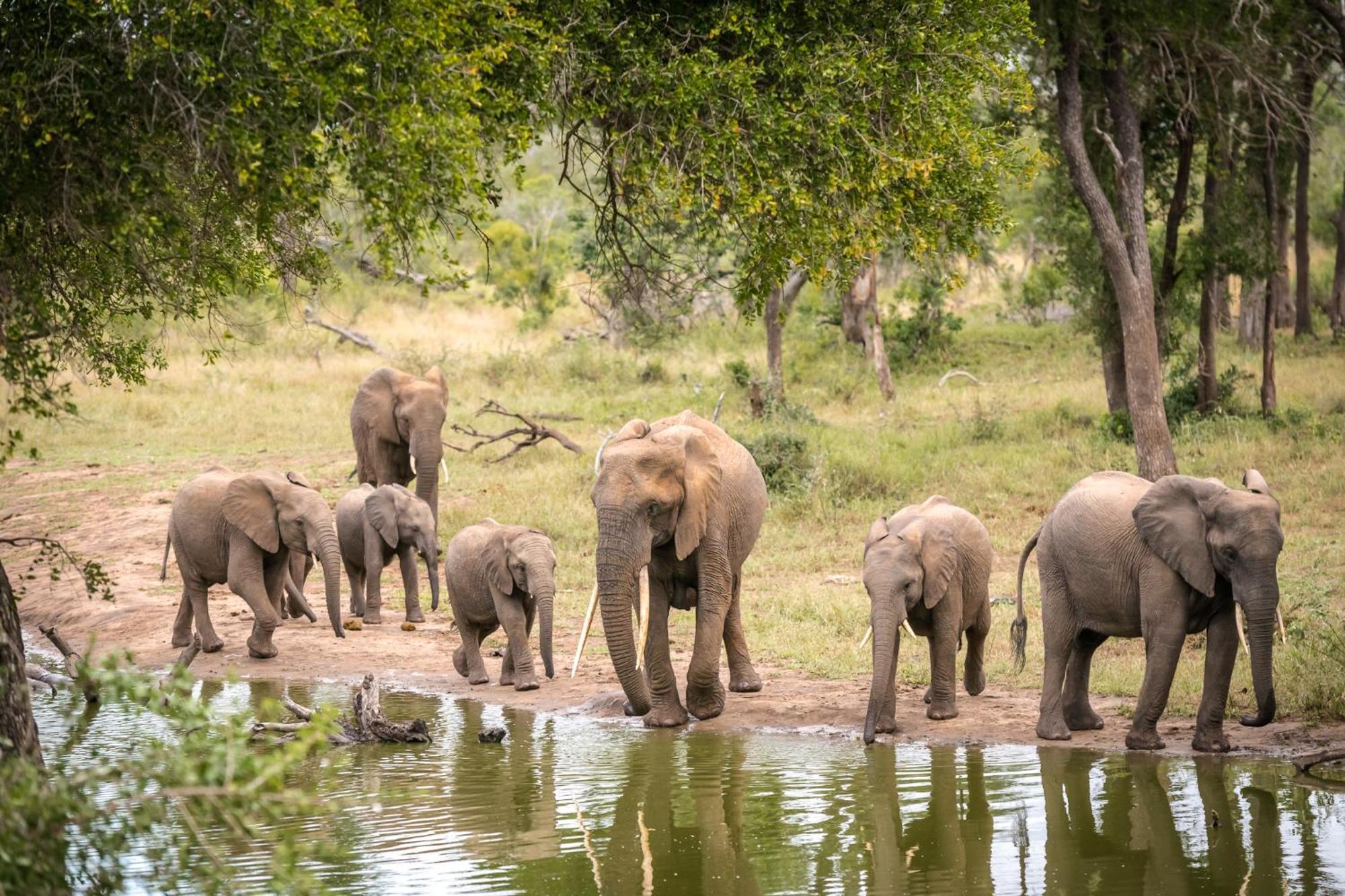 Serondella Safari Lodge Торнибуш-Гейм-Резерв Экстерьер фото